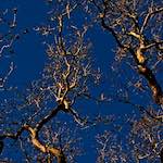 swineshead (v) photoset