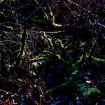 Image: Second image from the photoset 'swineshead (v)'.