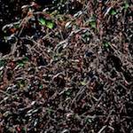 Image: Third image from the photoset 'swineshead (v)'.