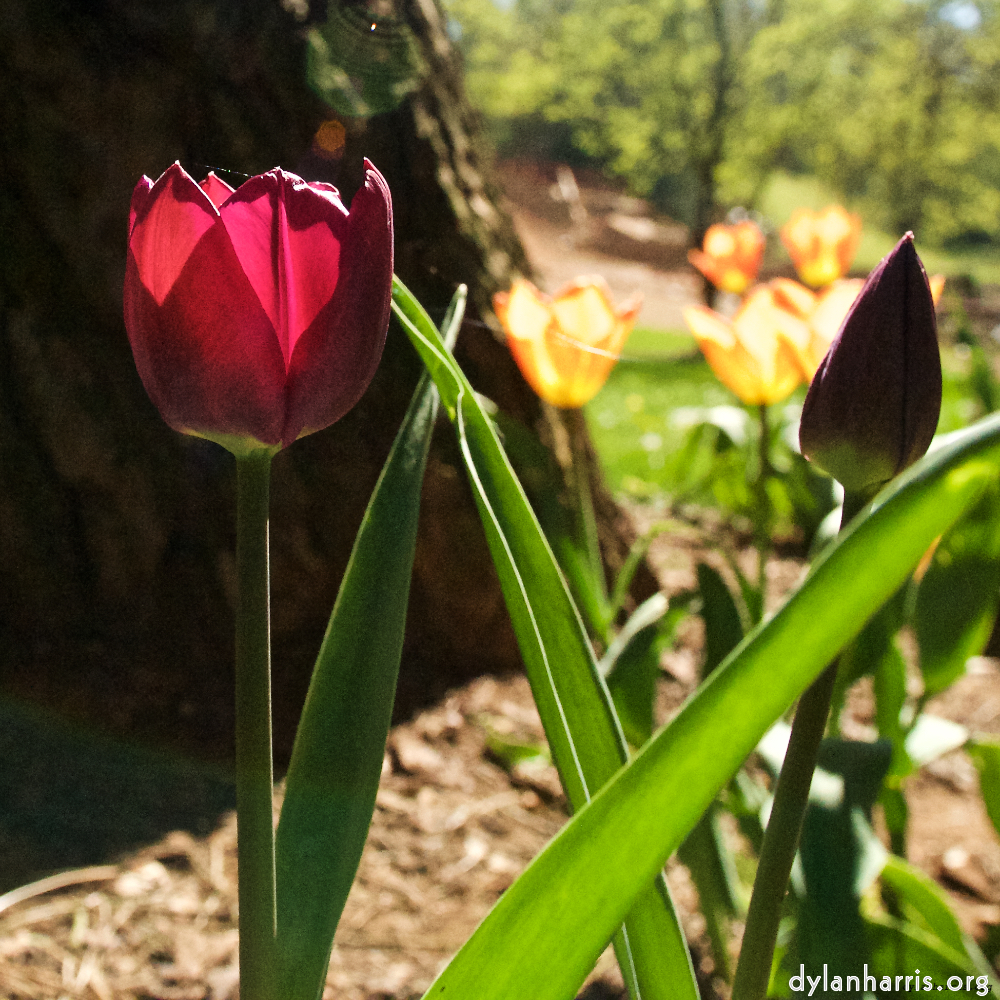 image: This is ‘
escher blummen (xl) 1
’.