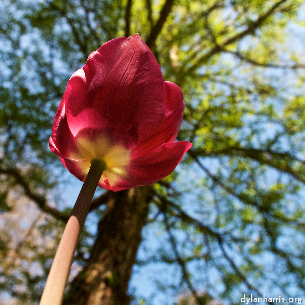 image: This is ‘
escher blummen (xl) 2
’.