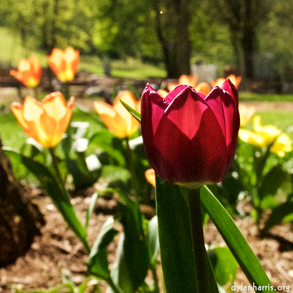 image: This is ‘
escher blummen (xl) 3
’.