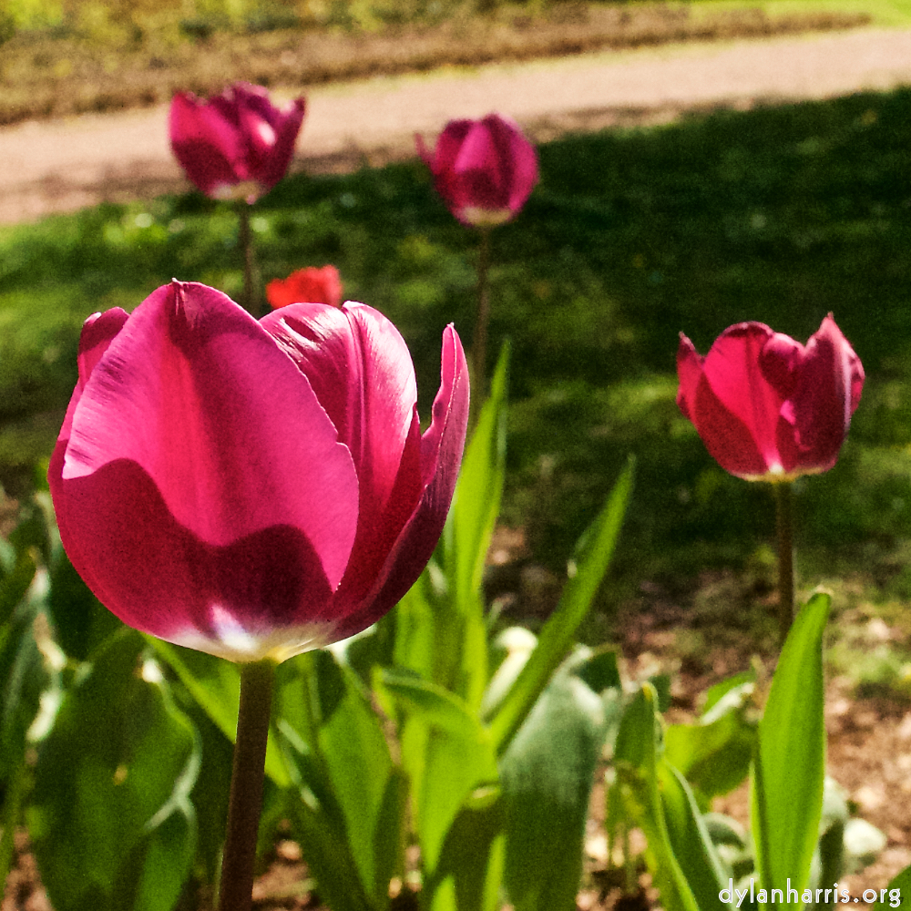 Image: Image 'escher blummen (xl) 5'.