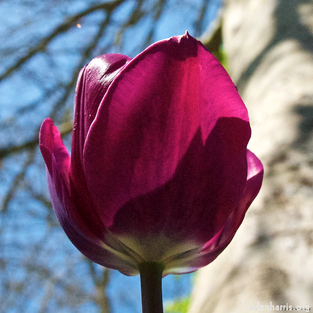 Image: Image 'escher blummen (xl) 6'.