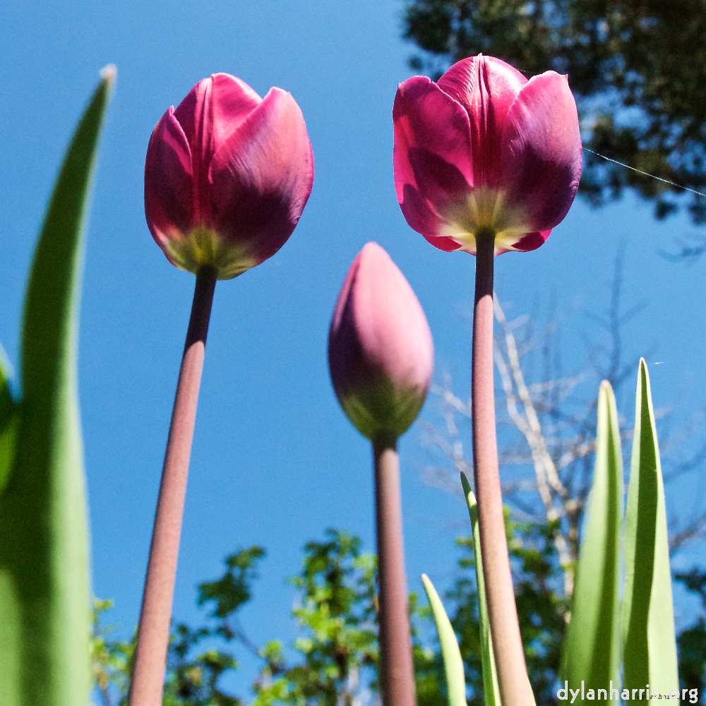 image: This is ‘
escher blummen (xl) 7
’.