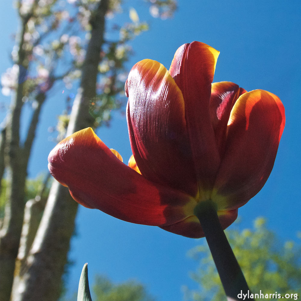 image: This is ‘
escher blummen (xl) 8
’.