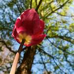 Image: Second image from the photoset 'escher blummen (xl)'.