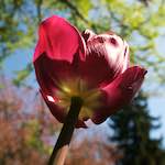 Image: Fourth image from the photoset 'escher blummen (xl)'.