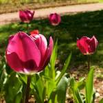 Image: Fifth image from the photoset 'escher blummen (xl)'.