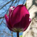 Image: Sixth image from the photoset 'escher blummen (xl)'.