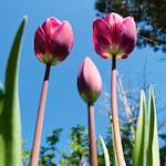 Image: Seventh image from the photoset 'escher blummen (xl)'.