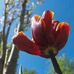 Image: Eighth image from the photoset 'escher blummen (xl)'.