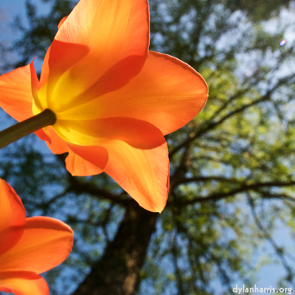 Image: Image 'escher blummen (xli) 1'.