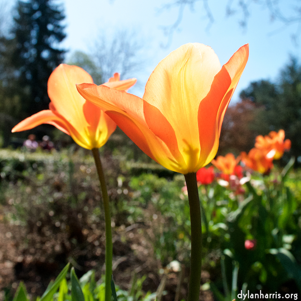 image: This is ‘
escher blummen (xli) 2
’.