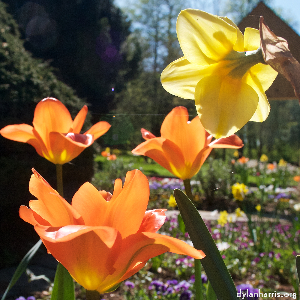 image: This is ‘
escher blummen (xli) 3
’.