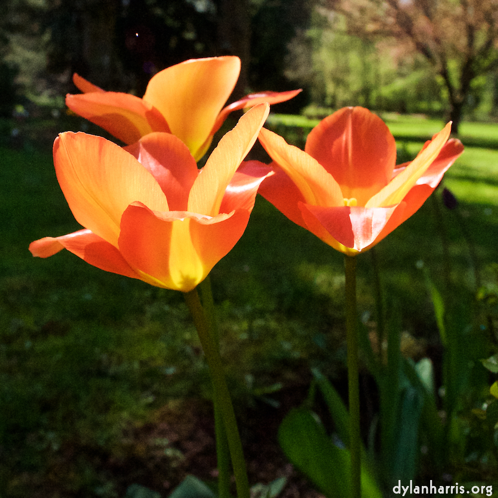 image: This is ‘
escher blummen (xli) 5
’.