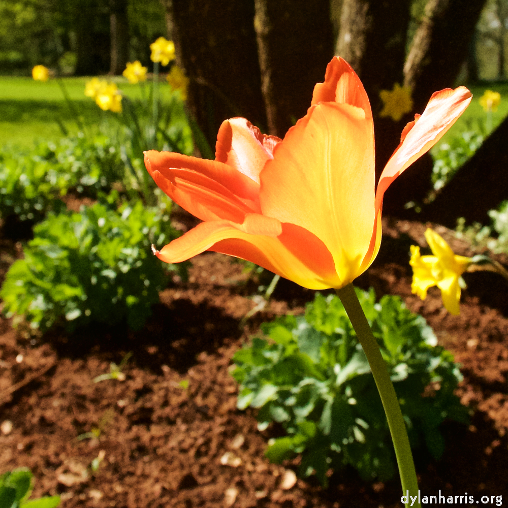 Image: Image 'escher blummen (xli) 6'.