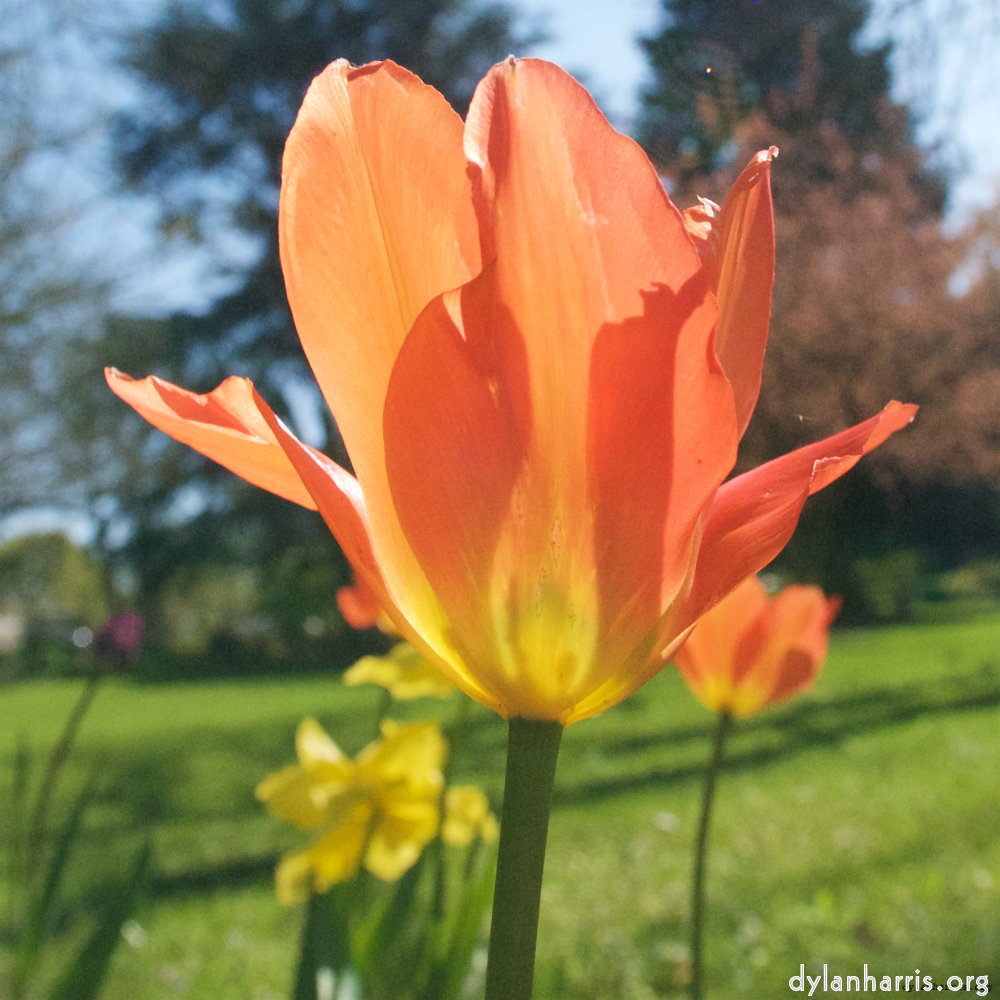 Image: Image 'escher blummen (xli) 7'.