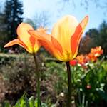 Image: Second image from the photoset 'escher blummen (xli)'.