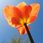 Image: Fourth image from the photoset 'escher blummen (xli)'.