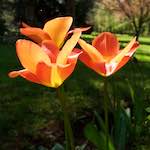 Image: Fifth image from the photoset 'escher blummen (xli)'.