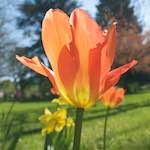 Image: Seventh image from the photoset 'escher blummen (xli)'.