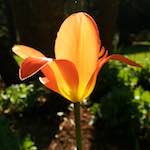 Image: Eighth image from the photoset 'escher blummen (xli)'.