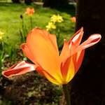 Image: Ninth image from the photoset 'escher blummen (xli)'.