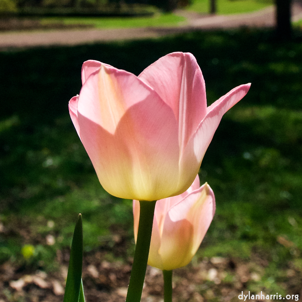 Image: Image 'escher blummen (xlii) 1'.