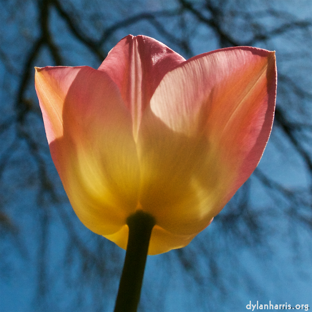 Image: Image 'escher blummen (xlii) 2'.