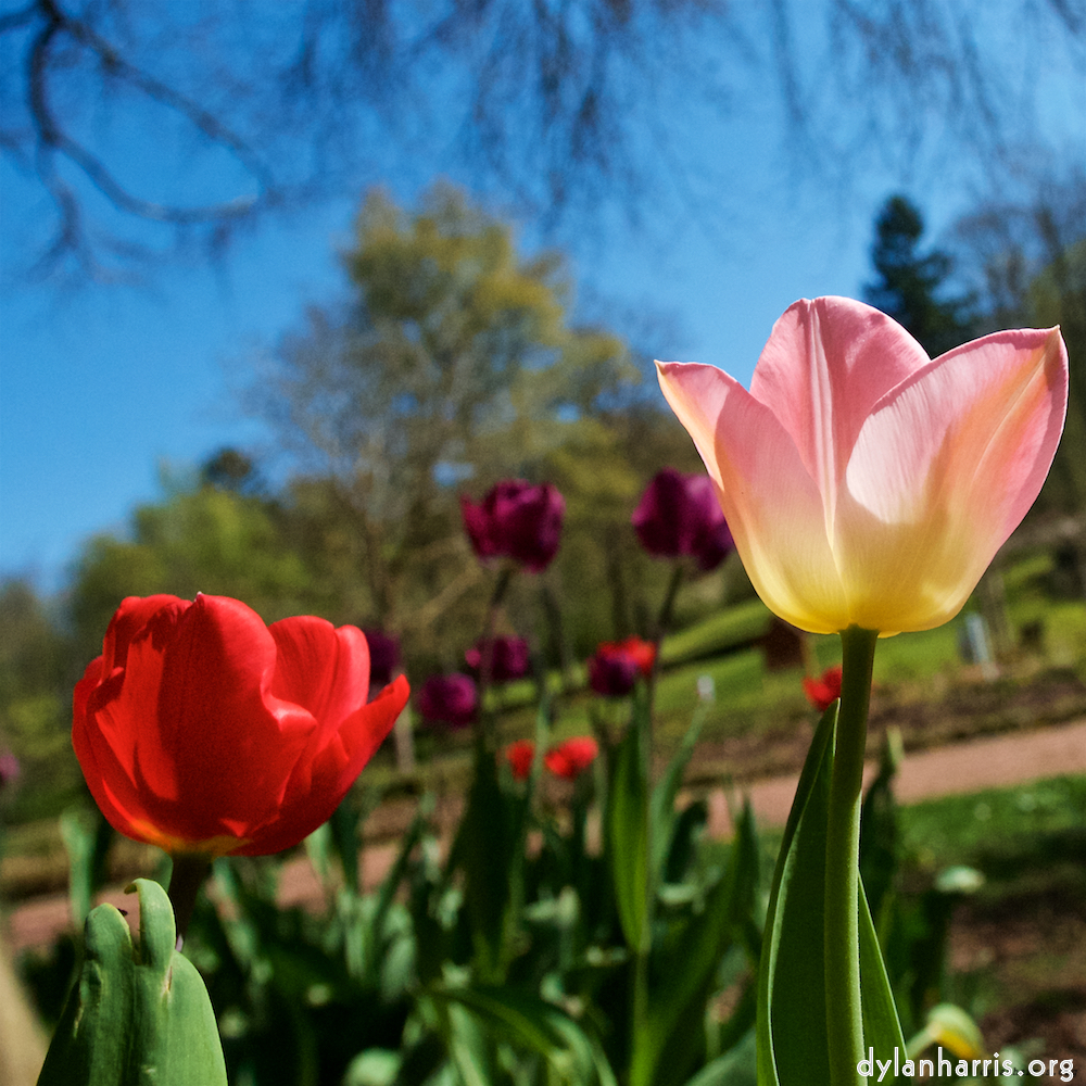 Image: Image 'escher blummen (xlii) 3'.