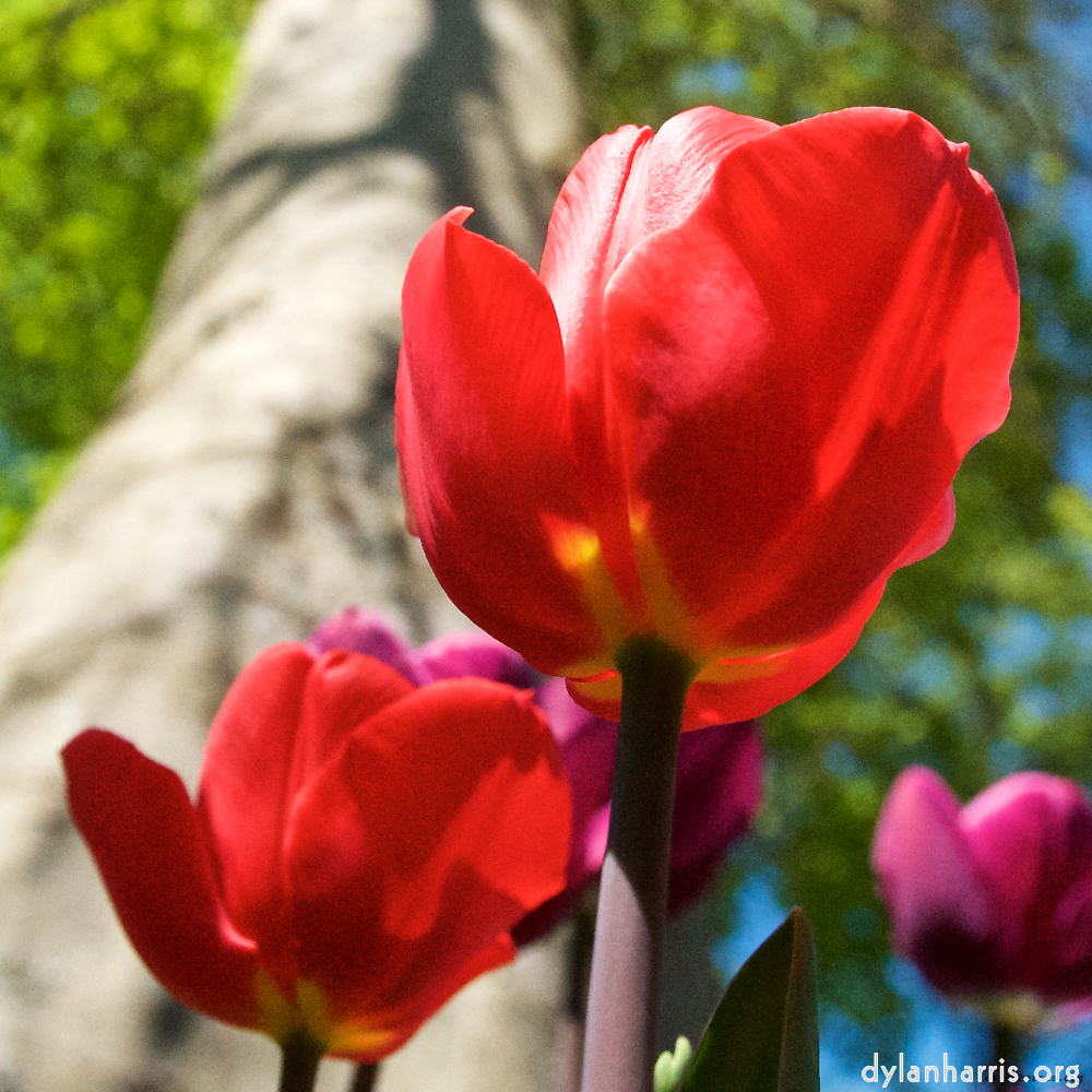 Image: Image 'escher blummen (xlii) 4'.