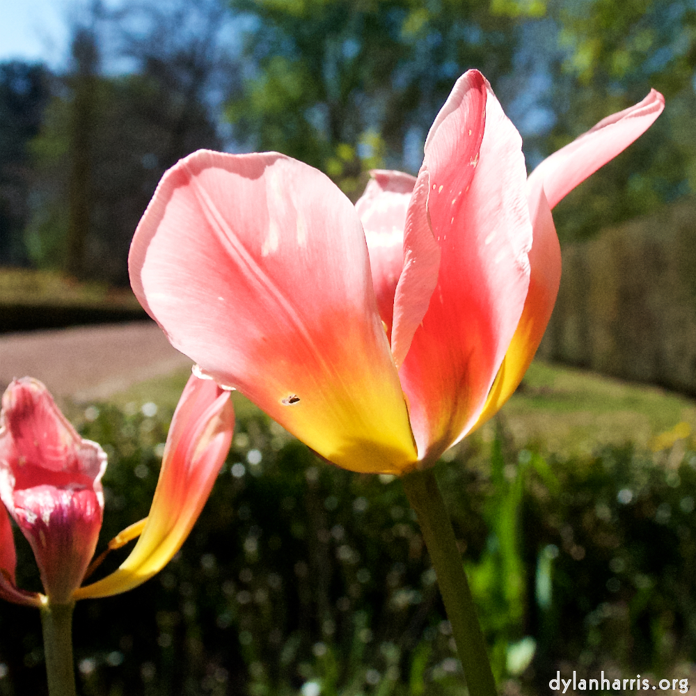 Image: Image 'escher blummen (xlii) 7'.