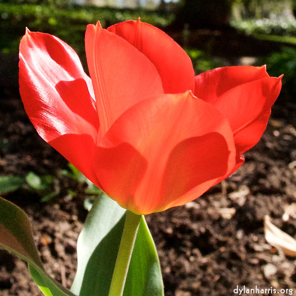 image: This is ‘
escher blummen (xlii) 8
’.