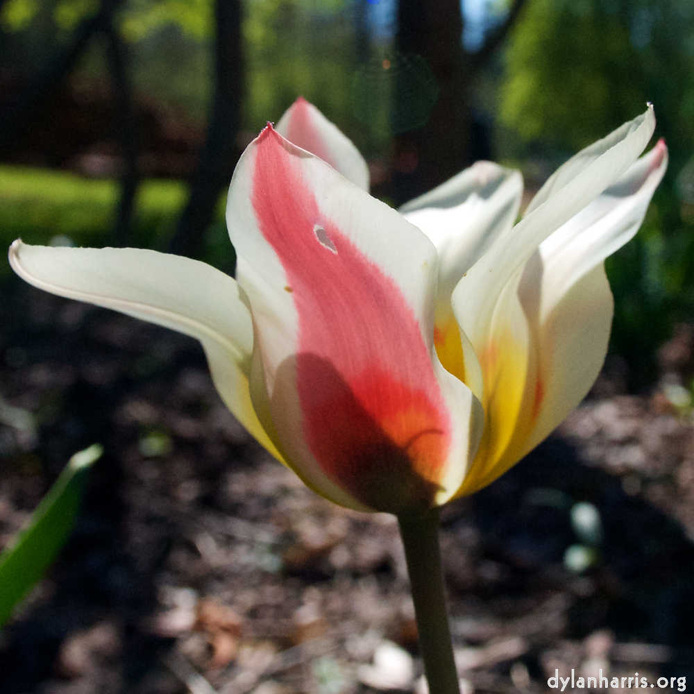 Image: Image 'escher blummen (xlii) 9'.