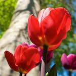 Image: Fourth image from the photoset 'escher blummen (xlii)'.