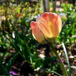 Image: Fifth image from the photoset 'escher blummen (xlii)'.