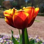 Image: Sixth image from the photoset 'escher blummen (xlii)'.