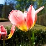 Image: Seventh image from the photoset 'escher blummen (xlii)'.