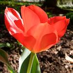 Image: Eighth image from the photoset 'escher blummen (xlii)'.