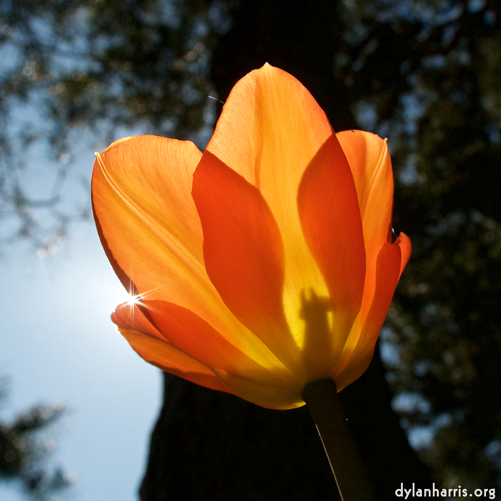 Image: Image 'escher blummen (xliii) 2'.