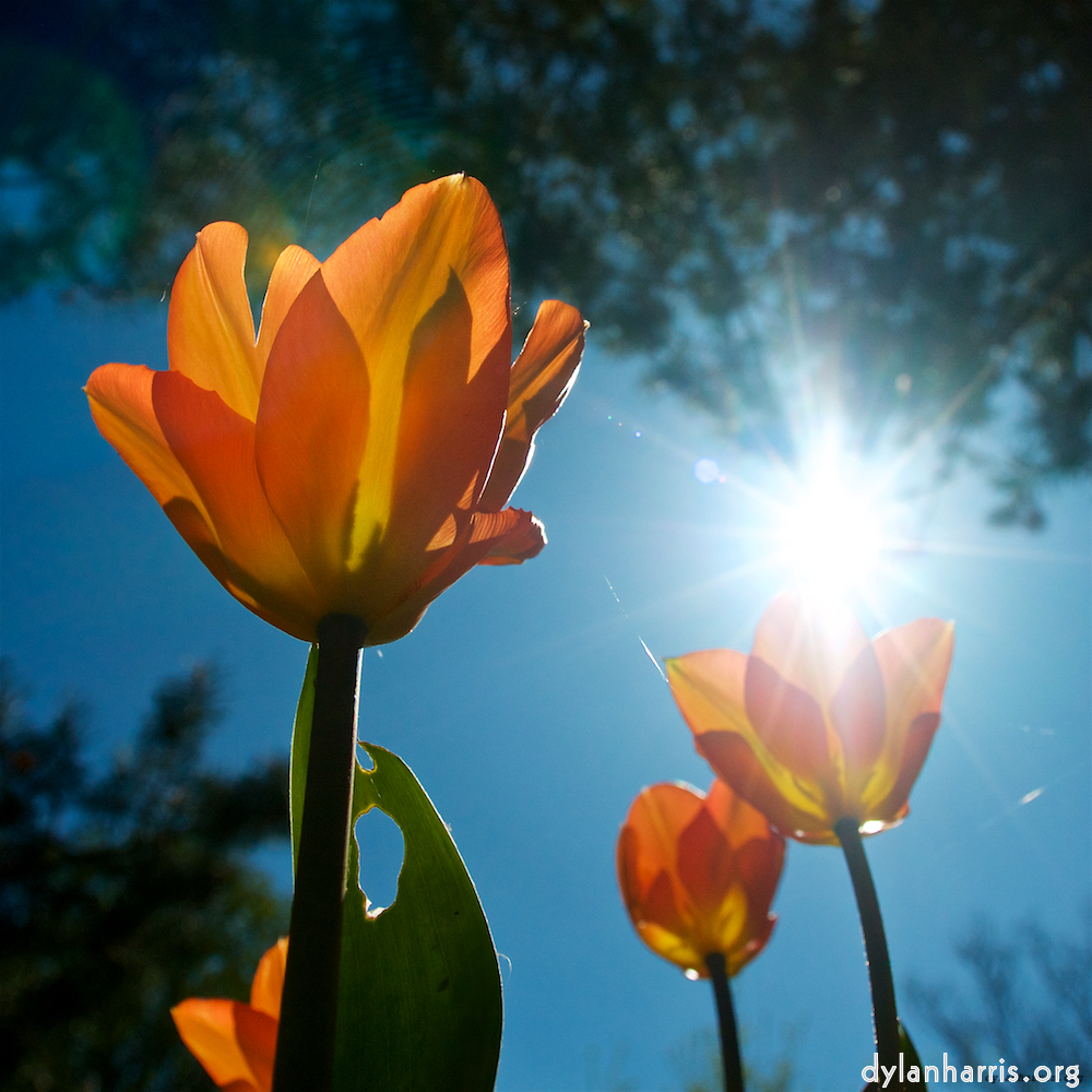 image: This is ‘
escher blummen (xliii) 3
’.