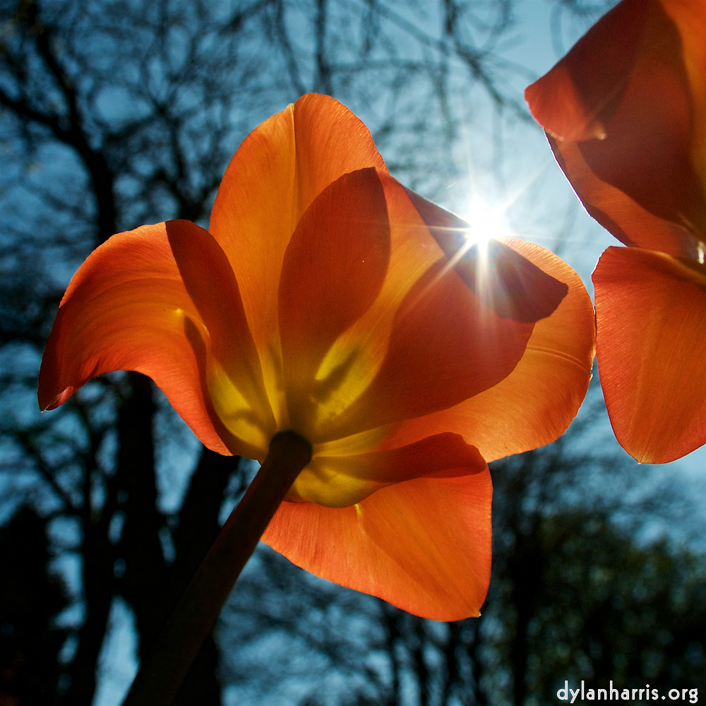 Image: Image 'escher blummen (xliii) 6'.