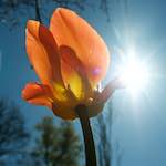 Image: First image from the photoset 'escher blummen (xliii)'.