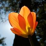 Image: Second image from the photoset 'escher blummen (xliii)'.