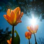 Image: Third image from the photoset 'escher blummen (xliii)'.