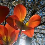 Image: Fourth image from the photoset 'escher blummen (xliii)'.