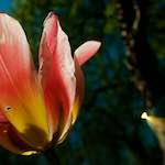 Image: Fifth image from the photoset 'escher blummen (xliii)'.