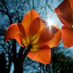 Image: Sixth image from the photoset 'escher blummen (xliii)'.