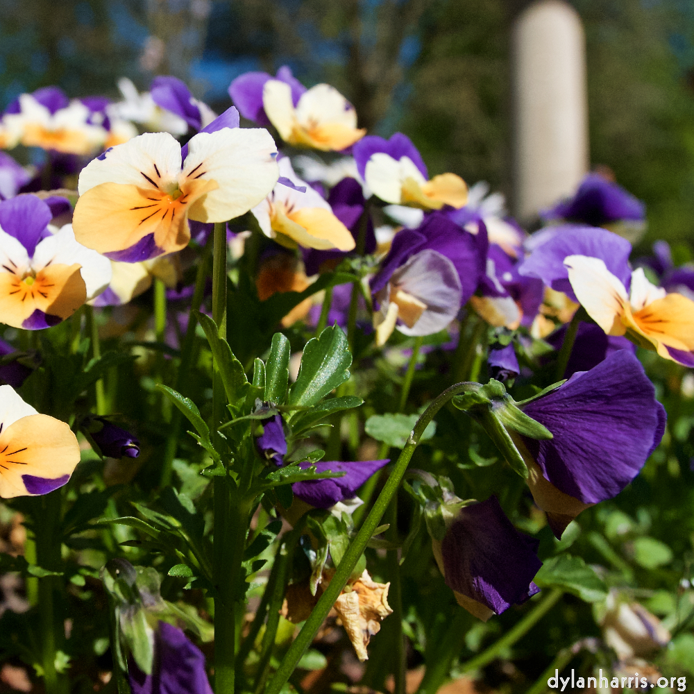 image: This is ‘
escher blummen (xliv) 1
’.